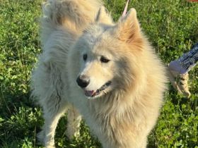 Samojedenrüde Liucky
