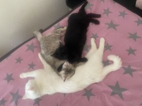 Zwei liebevolle BKH-Mix Kitten 7 Monate