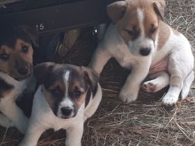 Jack Russell Terrier Welpen