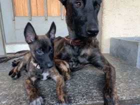 X Herder Mädchen sucht noch das passende Kuschelkörbchen