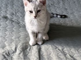 🐾 Wunderschöne weiße Bengal-Mix-Kätzchen suchen ein neues Zuhause 🐾