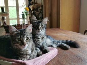 🐾 Edle Siam / Maine-Coon Mix-Kitten: Perfekt sozialisierte Traum-Fellnasen suchen ihr Kuschelreich!