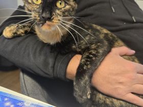 Schmusekatze umständehalber leider abzugeben