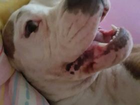 Erfahrenes Zuhause sucht erwachsenen Hund