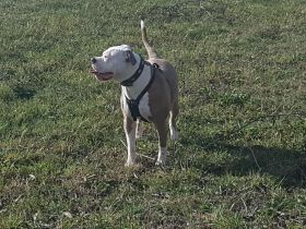 Erfahrenes Zuhause sucht erwachsenen Hund