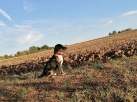Border-Collie-Bulldoggen-Mix Nero, 4 Monate, sucht neues Zuhause