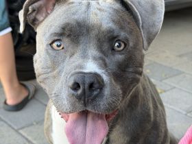 American Bully Lady