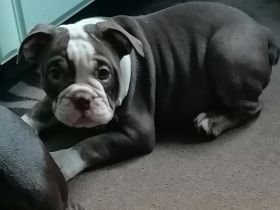 2 süsse New Old Bulldog