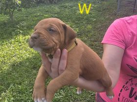 Ridgeback-Stafford Welpen