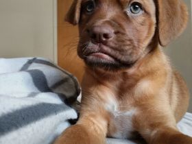 Bordeaux-Dogge Mix Wunder