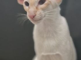 Siamkatze in red point
