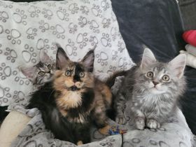 Maine Coon Kitten - auszugsbereit