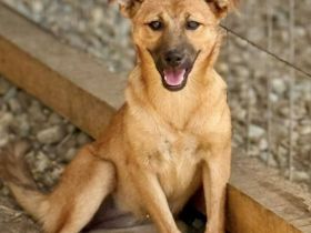 Bente, eine braune Schönheit, jung, zurückhaltend, möchte das Tierheim verlassen