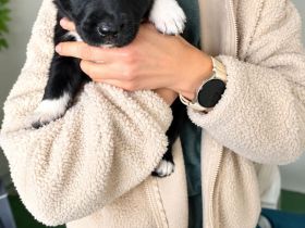 Labrador-Border-Collie Welpen