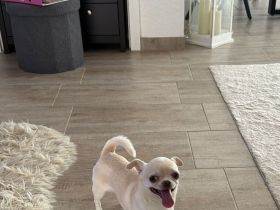 Chihuahua-Rüde Theo sucht eine passende Chihuahua-Hündin zur Verpaarung 🐾
