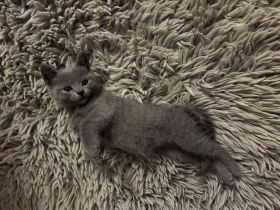 🐾 Süße BKH-Kitten suchen ein liebevolles Zuhause 🐾