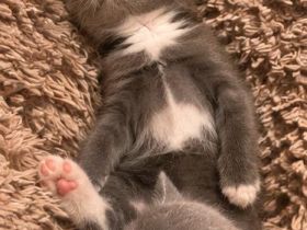 🐾 Süße BKH-Kitten suchen ein liebevolles Zuhause 🐾