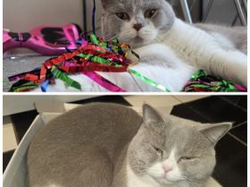 Zwei Bkh kater weiss grau