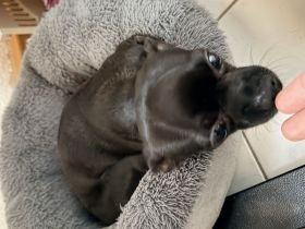 Chihuahua-Rüde sucht ein liebevolles, ruhiges Zuhause