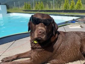 Wurfankündigung: Wunderschöne, rassetypische Labrador Retriever Welpen im Anmarsch!