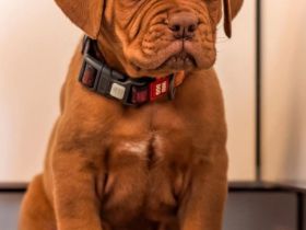Bezaubernde Bordeauxdogge sucht ein neues Zuhause