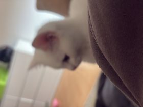 Katzen ekh-bkh