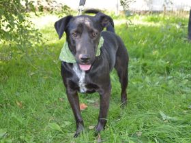BRUNO, Mini-Labrador/Dackel Mix (kastriert) SGB 595,00 €