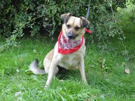 ASTRA, Pinscher Mischling (kastriert) SGB 625,00 €