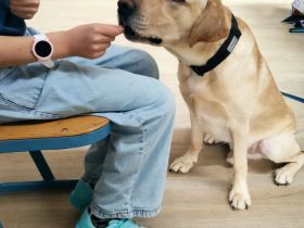 Gewaltfreies Tiertraining bei Hunde-Service Schenzer
