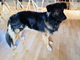 Cooper ein super lieber Rüde