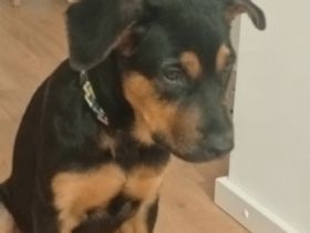 Rottweiler Schäferhund Mischling Hündin