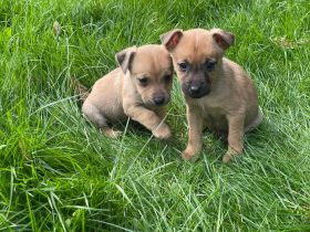 Süßen Zwergpinscher Mix Welpen
