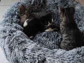 4 Katzenbabys suchen ein liebevolles Zuhause