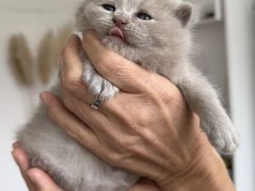 BKH Kitten reinrassig, Baby Katzen, Kätzchen