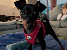 Süßes Zwergpinscher Mädchen (Welpe)