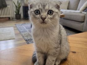 3 Scottish-Fold-Kitten, 12 Wochen alt, abzugeben