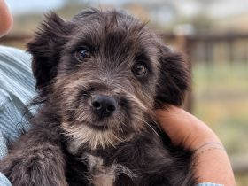 Loui ist unser verschmuster Shelterzwergerl
