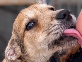 Riley ist unser Schmusekönig