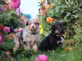 Hunderasse Retriever Australian Labrador Retriever-Welpen kaufen & verkaufen Snautz