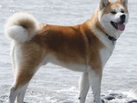 Akita Inu