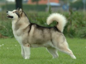 Alaskan Malamute