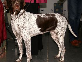 Altdänischer Vorstehhund