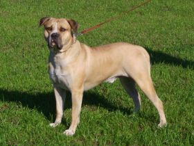American Bulldog