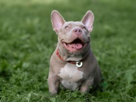 American Bully