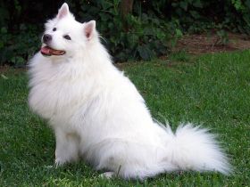 American Eskimo Dog