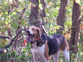 American Foxhound