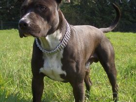American Staffordshire Terrier