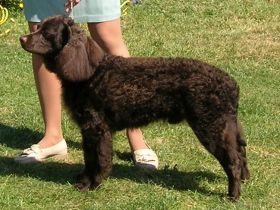 American Water Spaniel