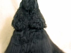 Amerikanischer Cocker Spaniel