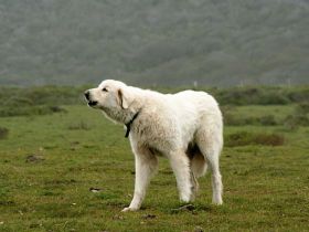 Anatolischer Hirtenhund